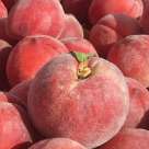 Pêches et nectarines